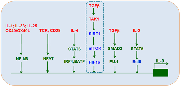 Transcriptional control of T