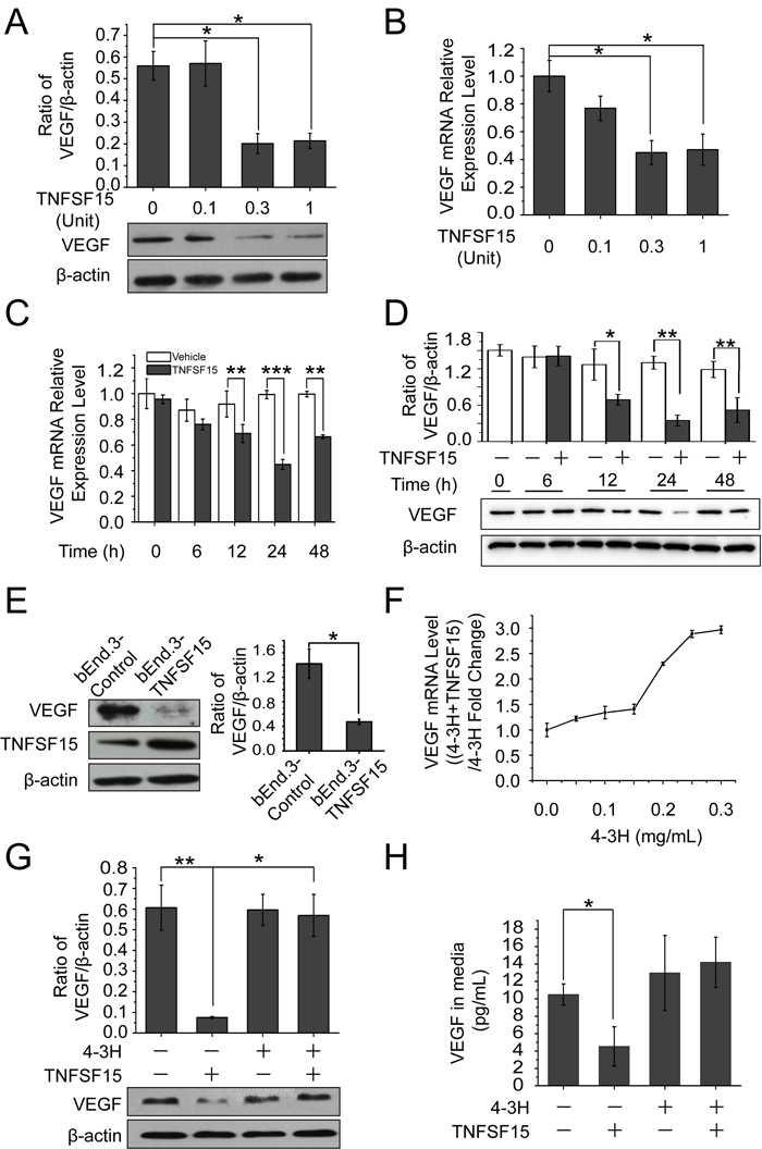 TNFSF15 down-regulates VEGF expression in bEnd.3 cells.