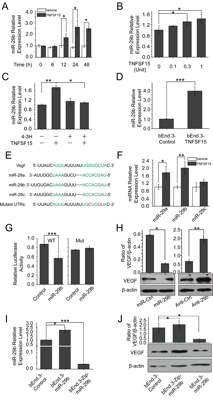 TNFSF15 up-regulates VEGF-targeting miR-29b in bEnd.3 cells.