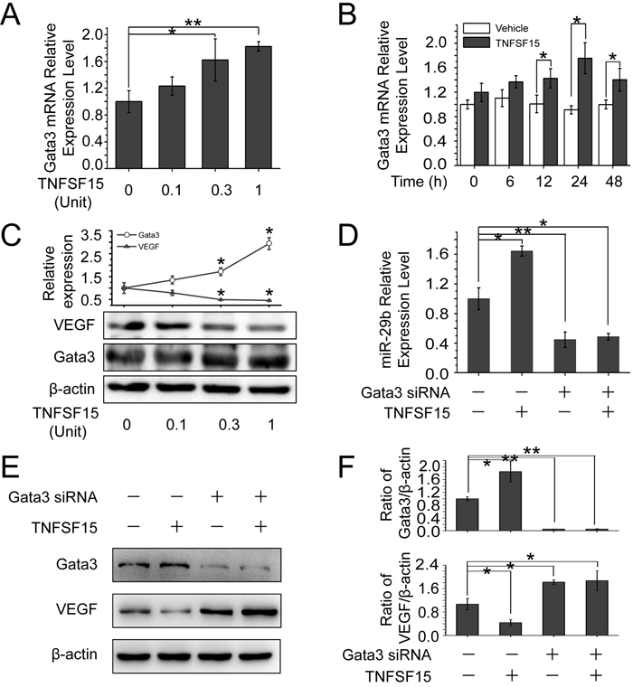 TNFSF15 up-regulates GATA3 expression, which promotes miR-29b production to silencing VEGF.