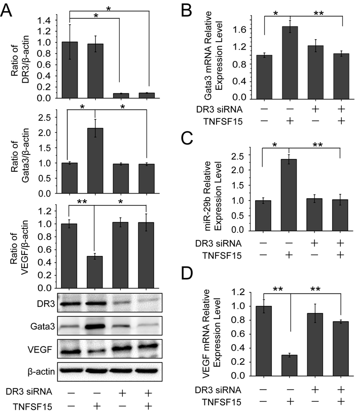 DR3 mediates TNFSF15- stimulate activation of GATA3, up-regulation of miR-29b and down-regulation of VEGF.