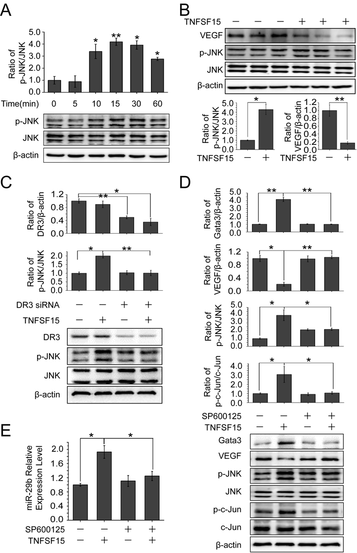 Involvement of JNK signaling pathway in TNFSF15-facilitated GATA3 and miR-29b up-regulation and VEGF down-regulation.