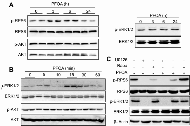 Activation of mTOR/RPS6 signaling in Ishikawa cells after PFOA treatment through ERK1/2 phosphorylation.