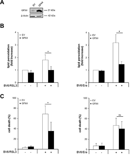 GPX4 overexpression inhibits RSL3/BV6- but not Erastin/BV6-induced cell death, while it prevents both RSL3/BV6- and Erastin/BV6-induced lipid peroxidation.