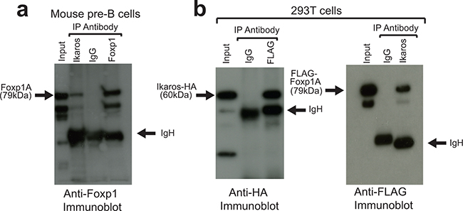 Ikaros and Foxp1 proteins interact in vivo.