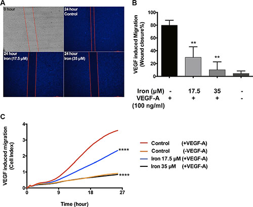 Cell-permeable iron inhibits VEGF-A induced endothelial migration.