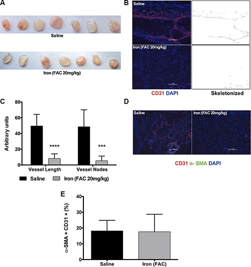Iron inhibits VEGF-A induced angiogenesis in vivo.