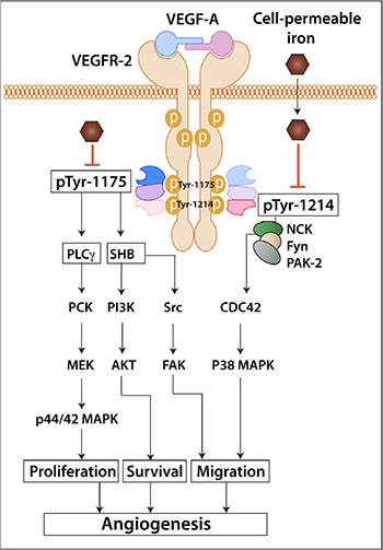 Schematic diagram shows the working model of iron-mediated inhibition of VEGFR-2 signaling pathway and angiogenesis.