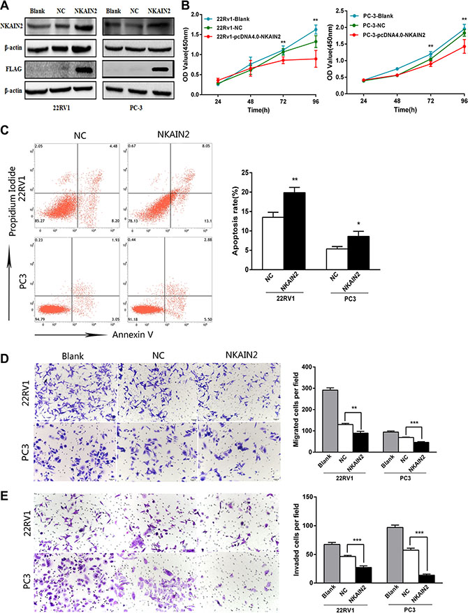 The effect of NKAIN2 overexpression in 22RV1 and PC-3 cells.