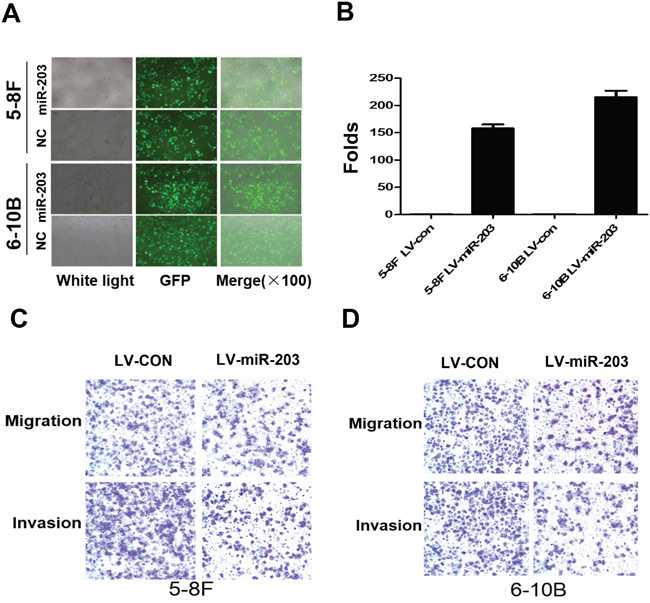 Overexpression of miR-203 inhibits NPC cell migration and invasion.