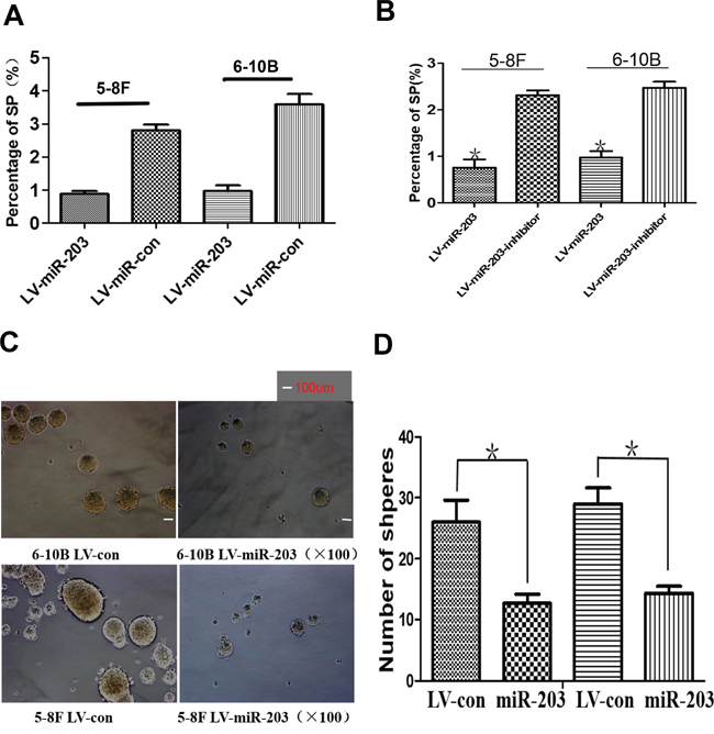 miR-203 overexpression reduces percentage of SP cells and tumor sphere growth.