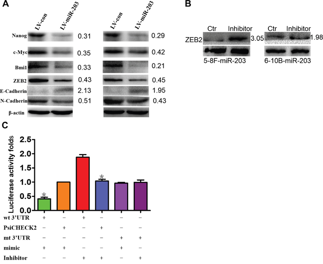 miR-203 modulates EMT and tumor stemness signals and directly targets ZEB2.
