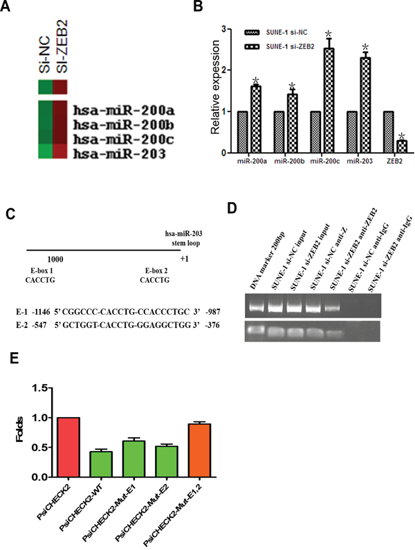 ZEB2 directly suppresses miR-203 expression by binding its promoter.