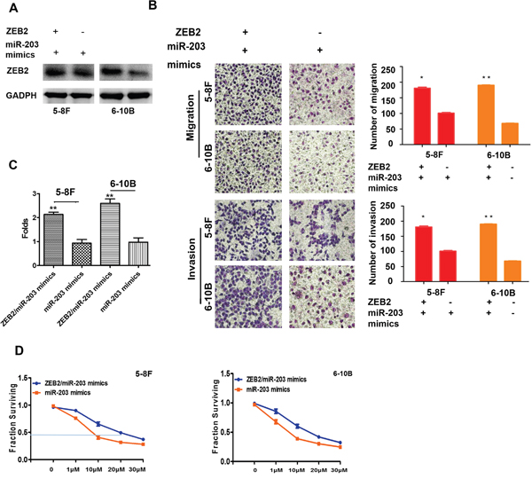 ZEB2 antagonized miR-203 increasing cell migration, invasion, stemness, and drug-resistance.