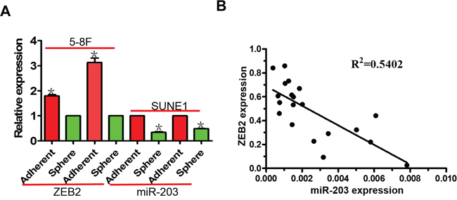 miR-203 is negatively correlated with ZEB2 expression in NPC tumor spheres and NPC tissues.