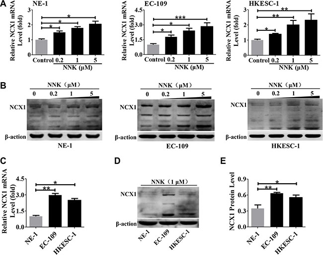 Effect of NNK on NCX1 expression in human esophageal cell lines.