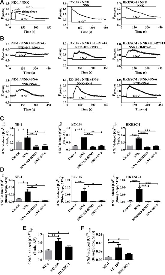Effect of NNK on NCX1 function in human esophageal cell lines.