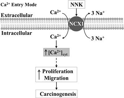 Schematic diagram depicting the proposed mechanisms of esophageal carcinogenesis mediated by [Ca2+]cyt rise through the Ca2+ entry mode of NCX1.