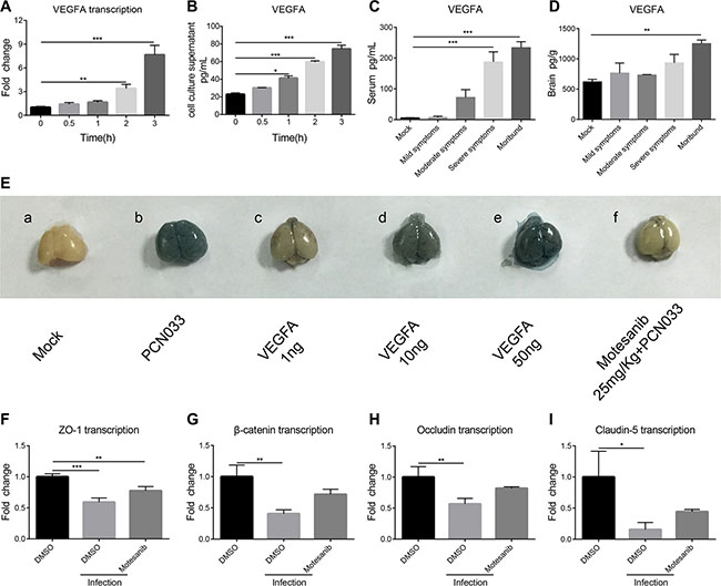 PCN033 induction of VEGFA mediated BBB permeability enhancement via downregulation of TJ proteins.