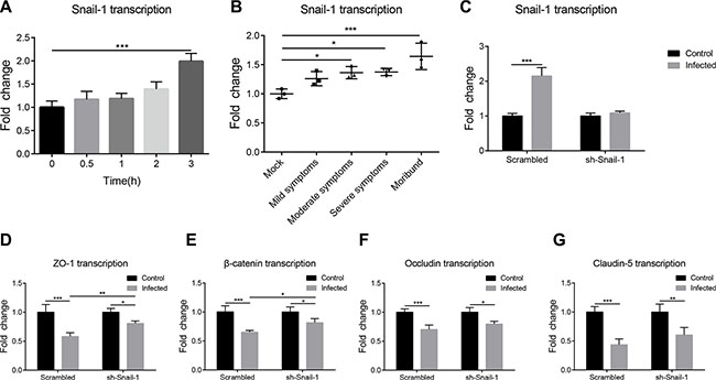 PCN033-induced upregulation of Snail-1 mediated the decrease in TJ proteins.