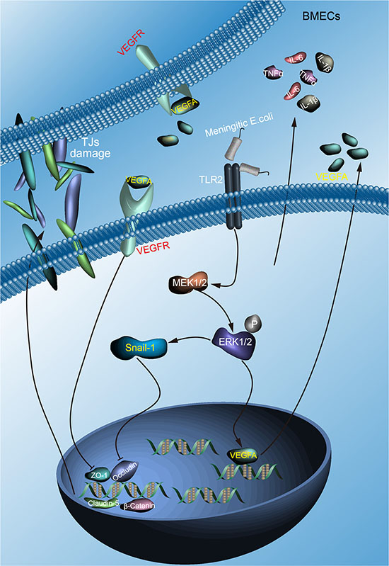 Schematic presentation of the importance of VEGFA and Snail-1 in meningitic E. coli induced disruption of the BBB.