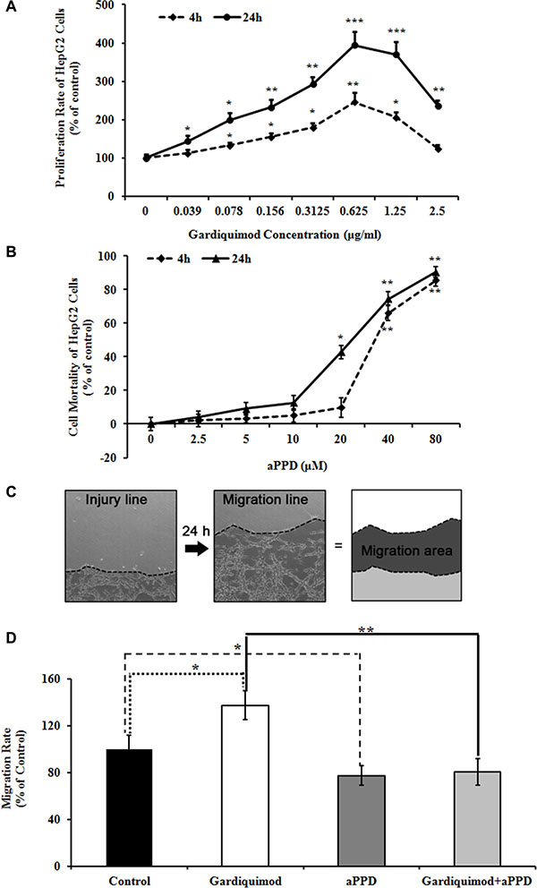 Gardiquimod promotes proliferation and migration of HepG2 cells.