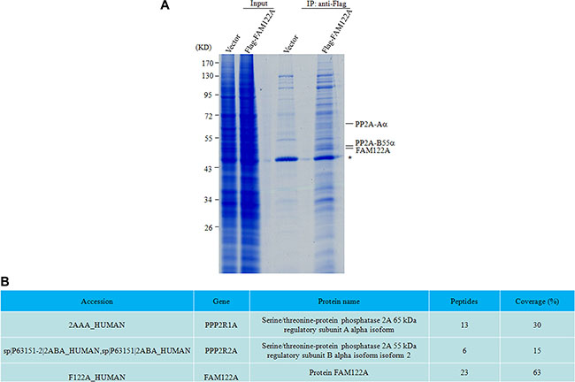 PP2A-A&#x03B1; and B55&#x03B1; subunits were identified as the putative interactors with FAM122A by IP-MS.