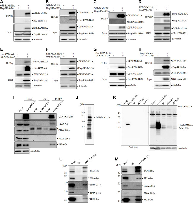 FAM122A interacts with PP2A complex.