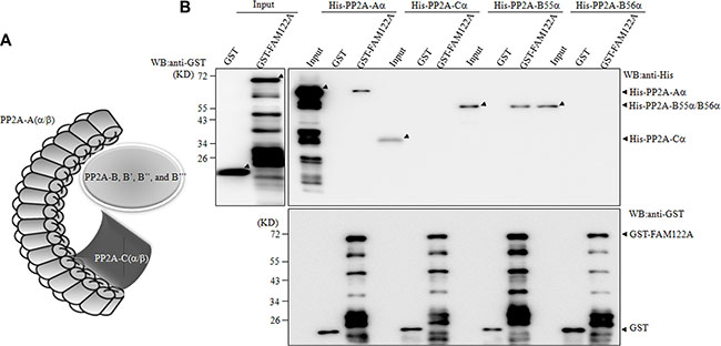 FAM122A interacts directly with PP2A-A&#x03B1; and B55&#x03B1; subunits.