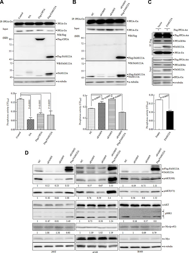 Effects of FAM122A on PP2A phosphatase activity.