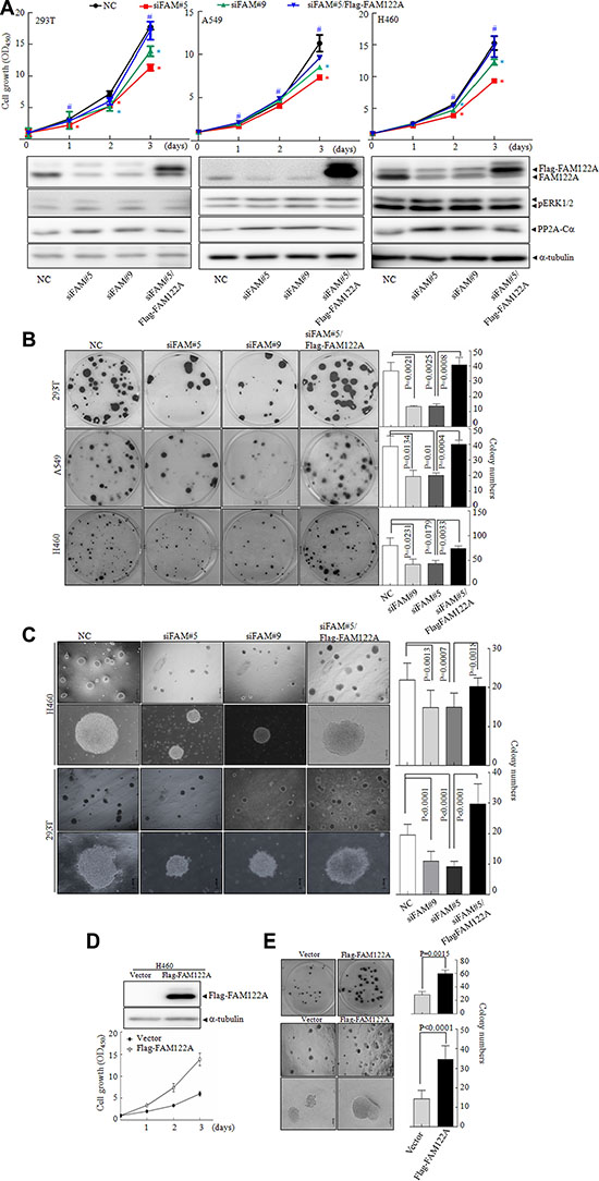 The effects of FAM122A on cell growth and colony formation.