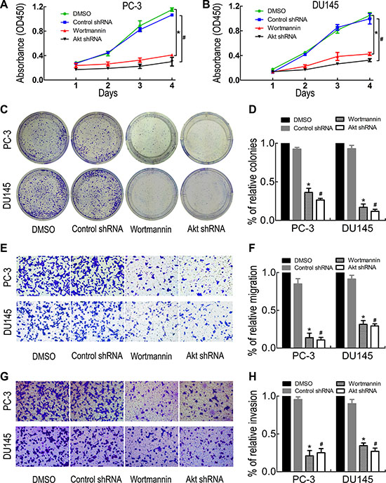 PI3K inhibition reduced PC-3 and DU145 cell proliferation, migration and invasion.