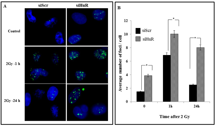 HuR depletion prolongs &#x3b3;-H2AX expression.