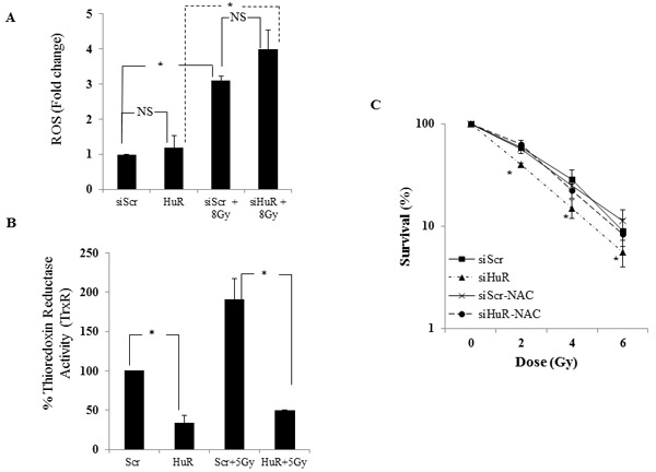 HuR knockdown inhibits thioredoxin reductase and enhances radiation-induced ROS production.