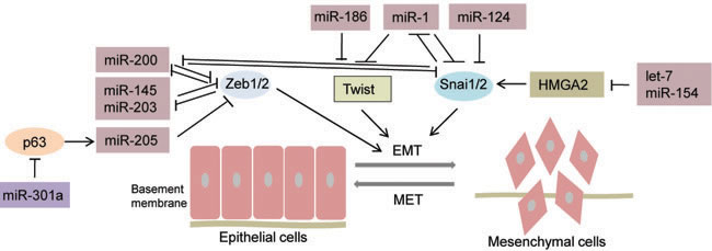 MicroRNAs regulating EMT-TFs in prostate cancer.