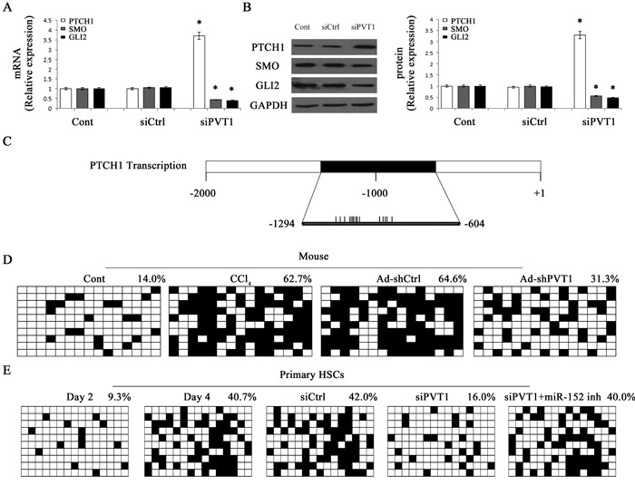 Effects of PVT1 on Hh pathway and PTCH1 promoter methylation.