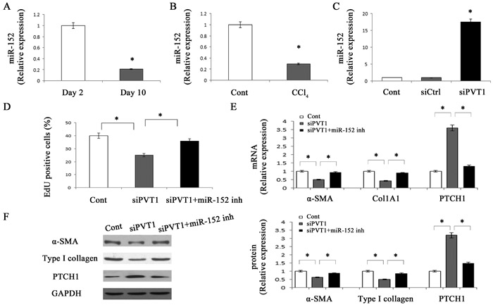 miR-152 is involved in the effects of PVT1 on HSC activation.