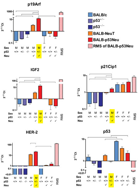 Gene expression in urethral tissues of 8-week-old mice and in rhabdomyosarcomas (RMS) of BALB-p53Neu mice.