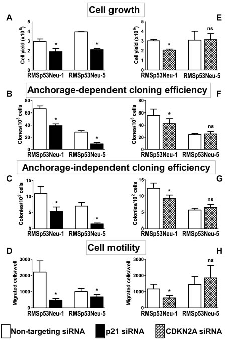 Silencing of p21Cip1 (