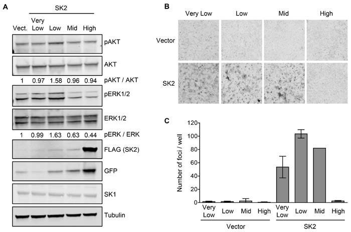 SK2 overexpressed at low levels can elicit oncogenic signaling and drive neoplastic transformation