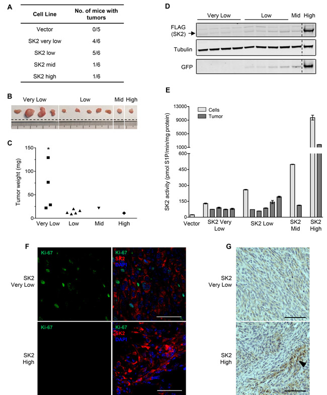 Low-level SK2 overexpression can drive proliferation and tumorigenesis