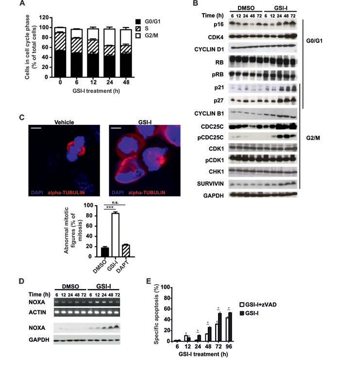 GSI-I activates the G2/M checkpoint and induces mitotic dysfunction in SK-N-BE(2)C NB cells.