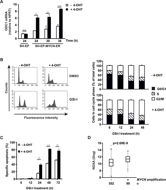 Acute activation of MYCN sensitizes NB cells to GSI-I.