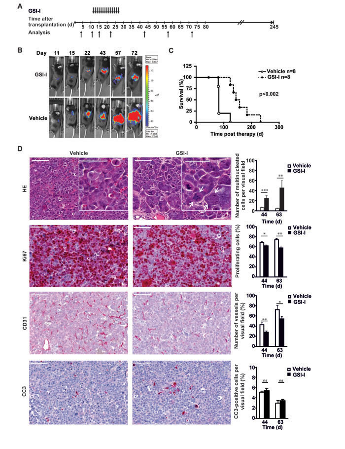 Figure 6 Systemic GSI-I decreases growth of NB xenografts and is associated with mitotic catastrophe, decreased proliferation and reduced tumor angiogenesis A.