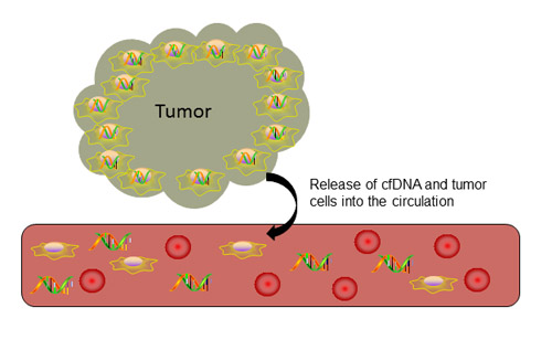 Release of cell-free DNA into circulation.