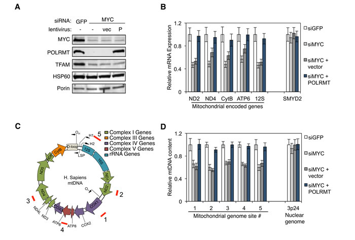 MYC regulates mitochondrial transcription and mtDNA replication