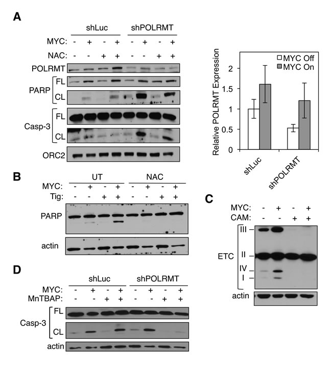 Mitochondrial gene expression protects MYC-overexpressing cells from toxic levels of ROS.