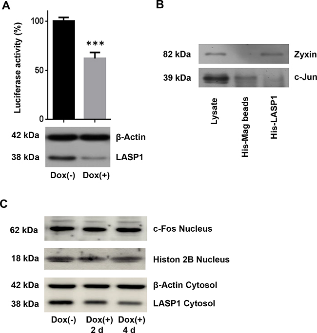 Luciferase reporter assay for AP-1 transcriptional activity and His-LASP1 pulldown.