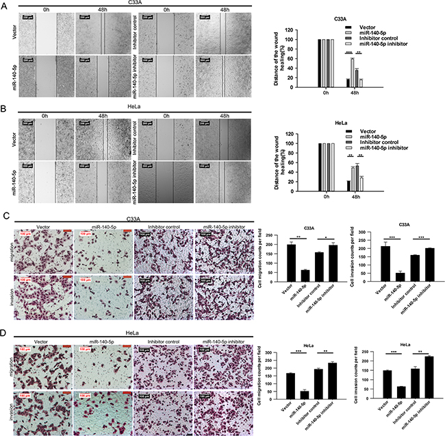 miR-140-5p negatively regulated the migration and invasion of CC cells in vitro.