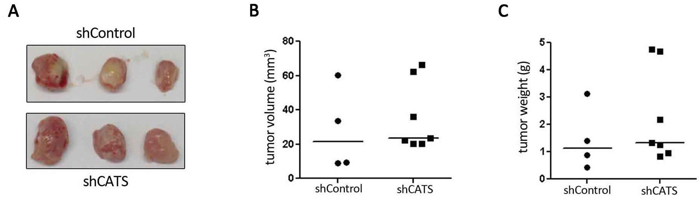 CATS knockdown do not interfere with tumor growth in vivo.